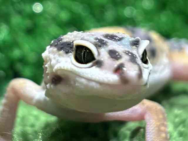 ヒョウモントカゲモドキ