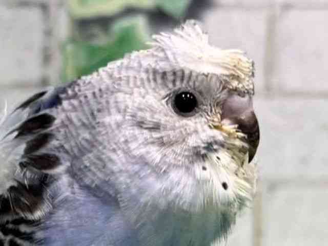 
                    羽衣セキセイインコ