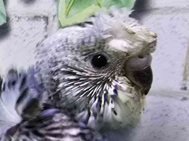 
                    羽衣セキセイインコ