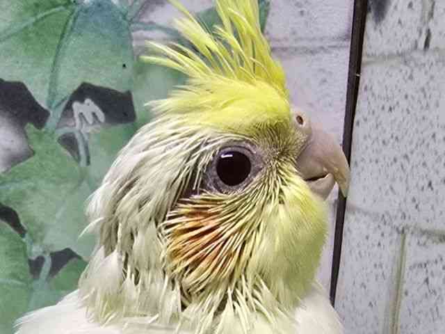 
                    オカメインコ