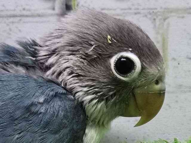 
                    ボタンインコ