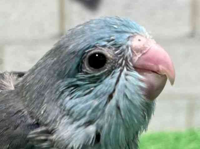 
                    マメルリハ