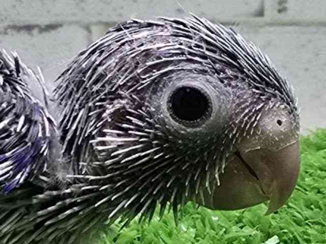 
                    マメルリハ