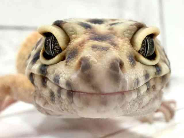 ヒョウモントカゲモドキ