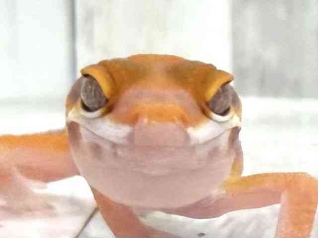 ヒョウモントカゲモドキ