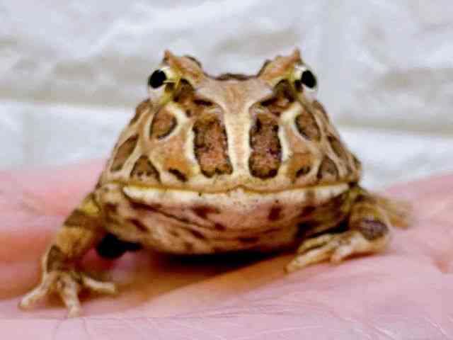 クランウェルツノガエル