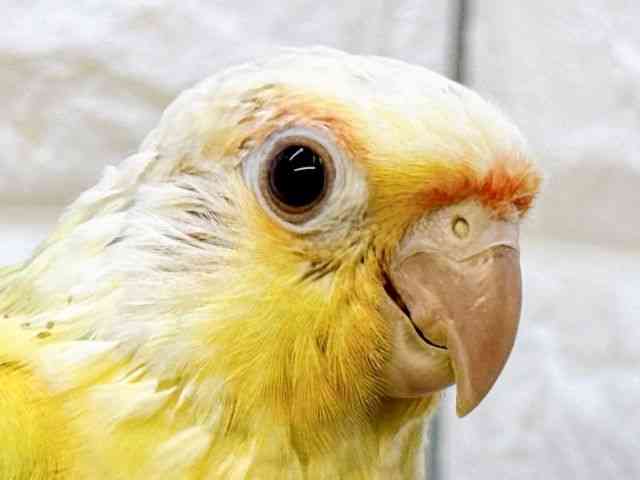 
                    ホオミドリアカオウロコインコ