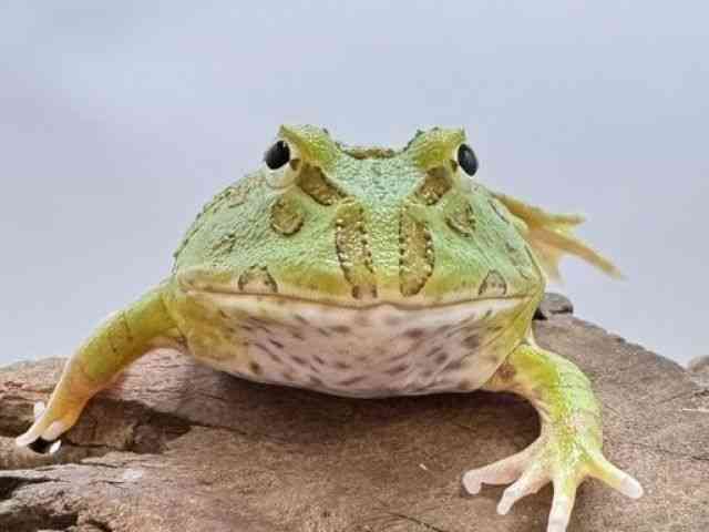 クランウェルツノガエル