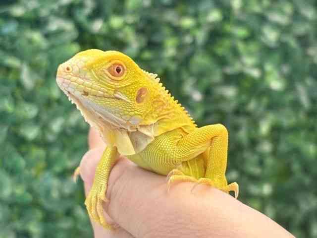 イグアナ
