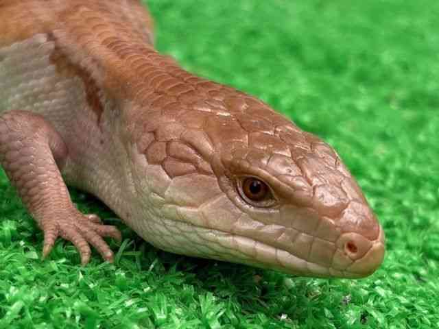 アオジタトカゲ