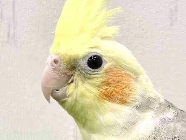 
                    オカメインコ