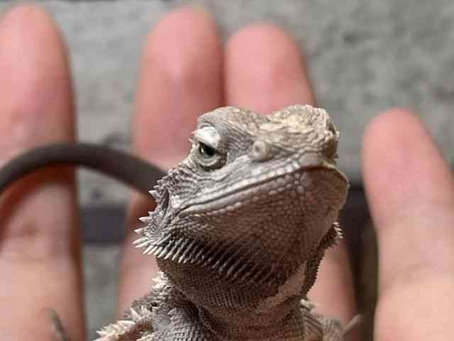 フトアゴヒゲトカゲ