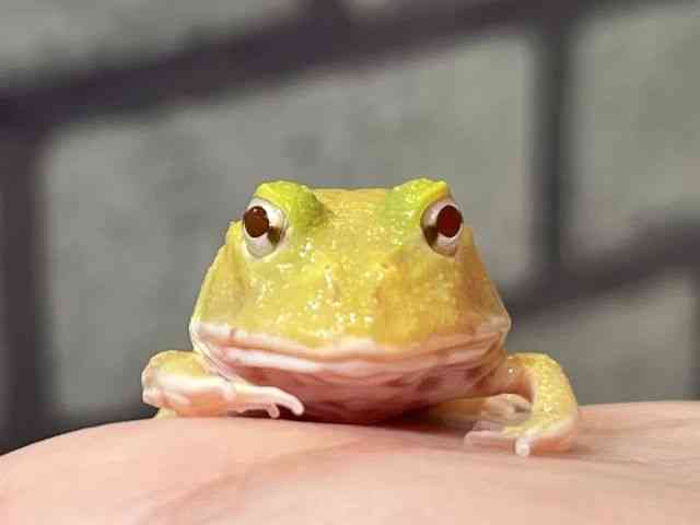 クランウェルツノガエル
