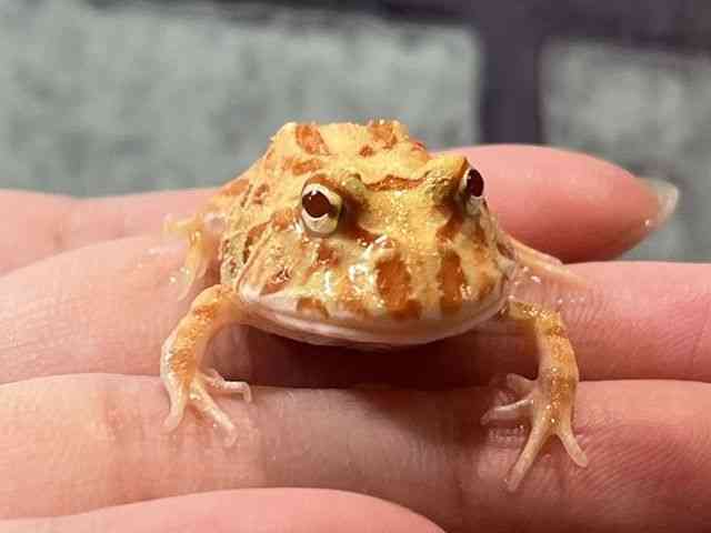 クランウェルツノガエル