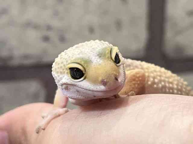 ヒョウモントカゲモドキ