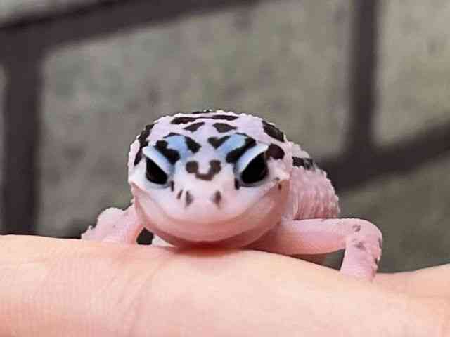 ヒョウモントカゲモドキ