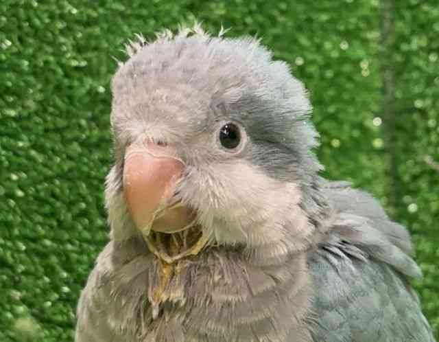 
                    オキナインコ