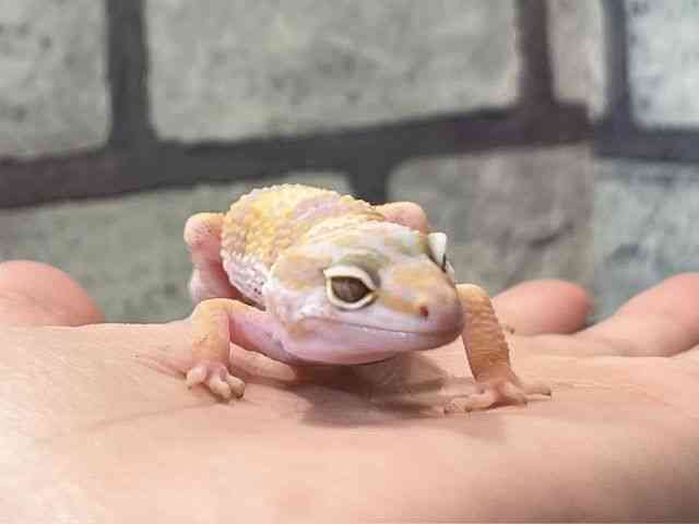 ヒョウモントカゲモドキ