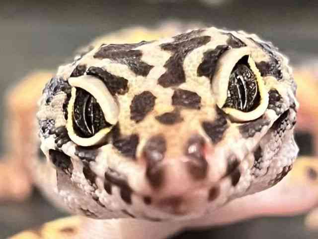 ヒョウモントカゲモドキ