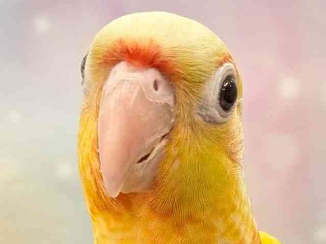 
                    ホオミドリアカオウロコインコ