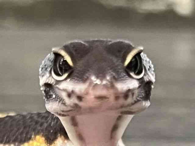 ヒョウモントカゲモドキ