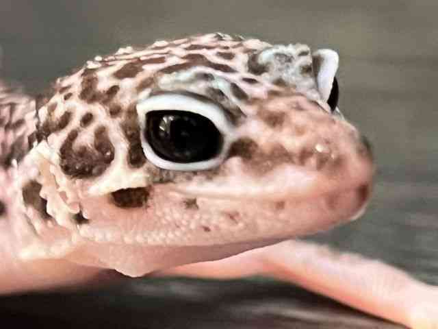 ヒョウモントカゲモドキ