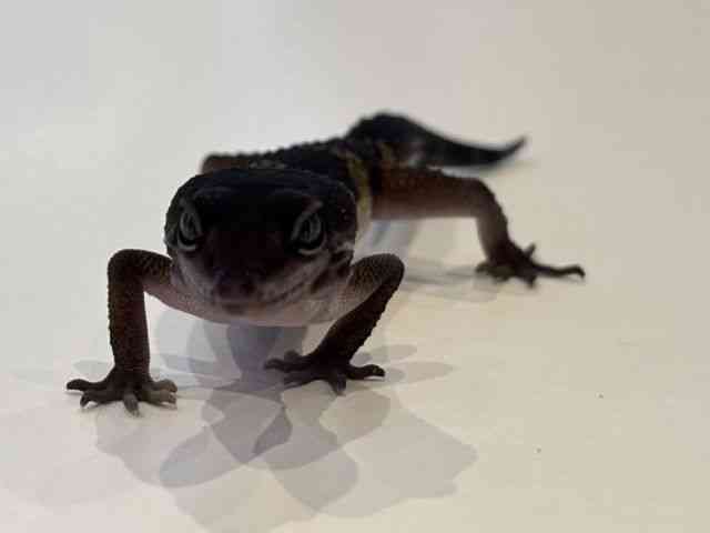 ヒョウモントカゲモドキ