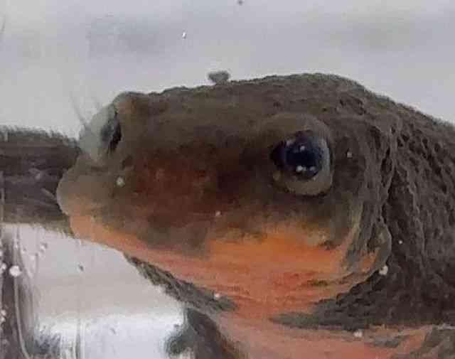 アカハライモリ
