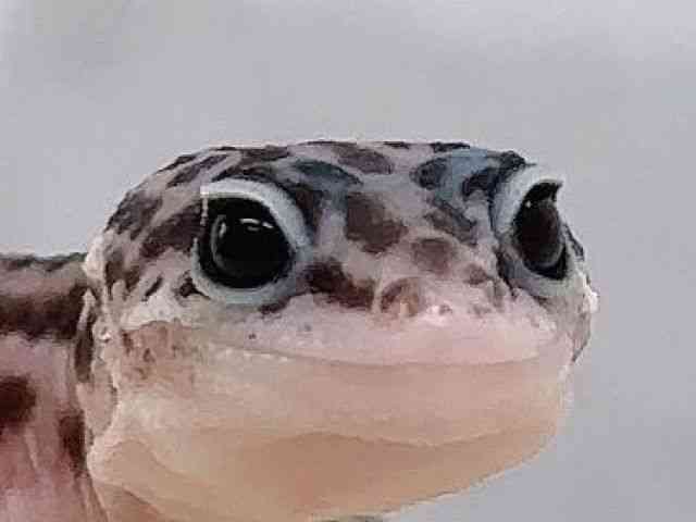 ヒョウモントカゲモドキ
