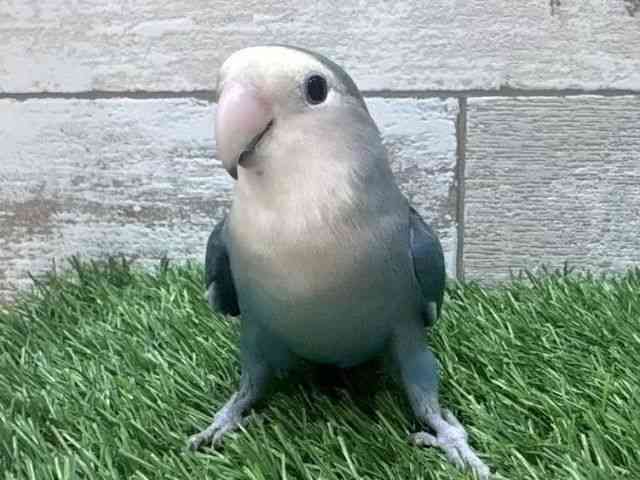 
                    コザクラインコ