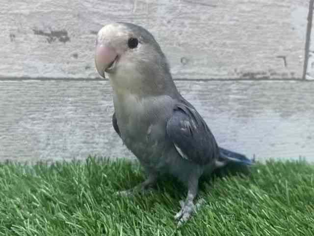 
                    コザクラインコ