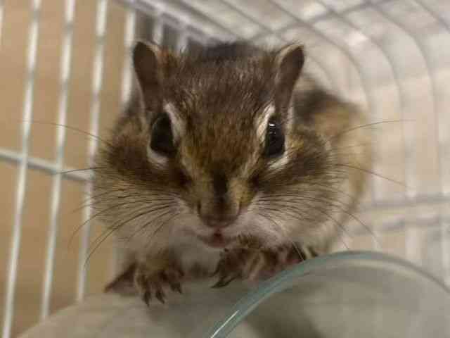 
                    シマリス