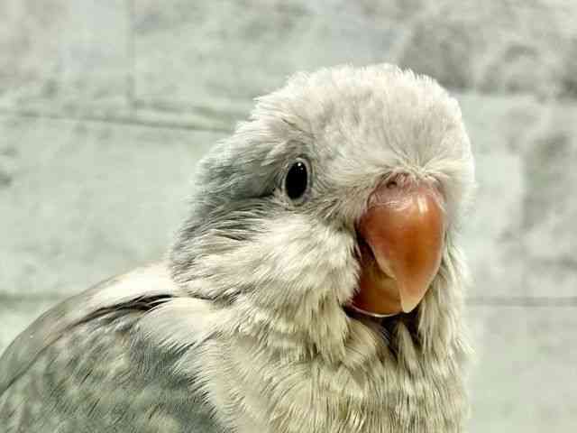 
                    オキナインコ
