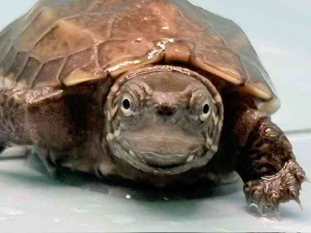 ゼニガメ