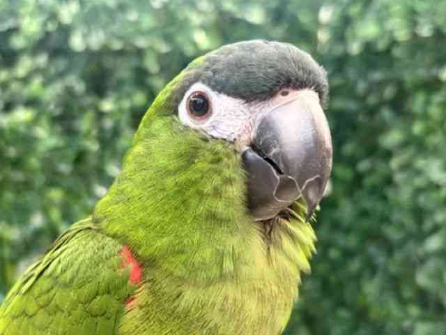 
                    コミドリコンゴウインコ