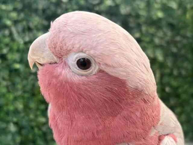 
                    モモイロインコ