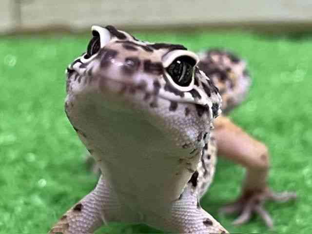 ヒョウモントカゲモドキ