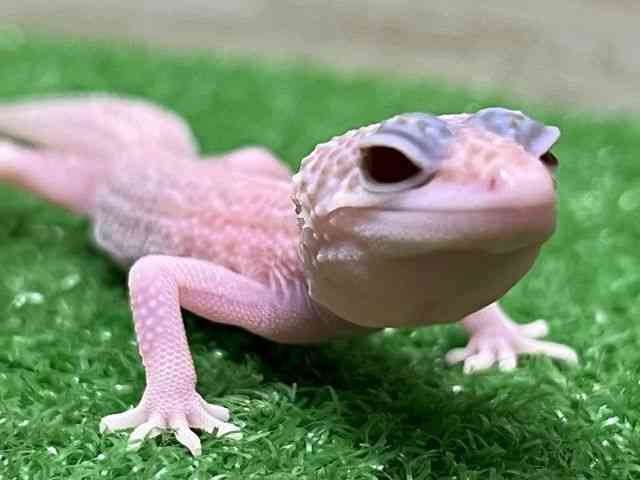ヒョウモントカゲモドキ