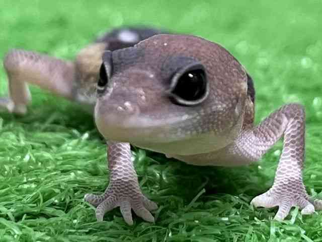 ヒョウモントカゲモドキ