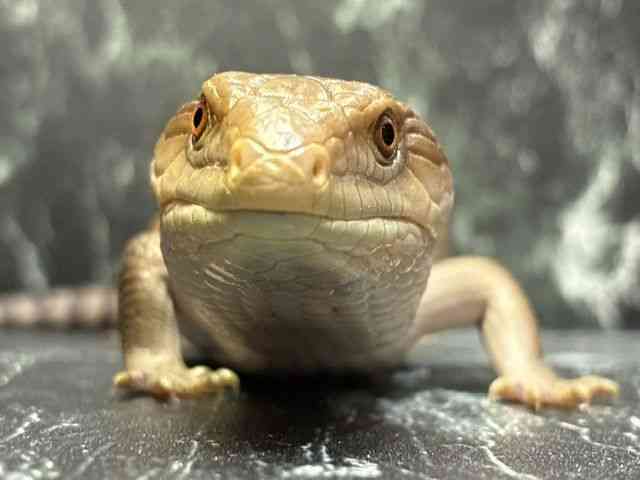 アオジタトカゲ