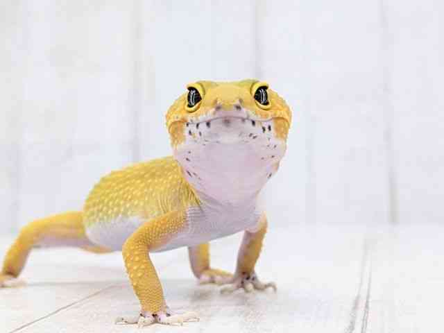 ヒョウモントカゲモドキ