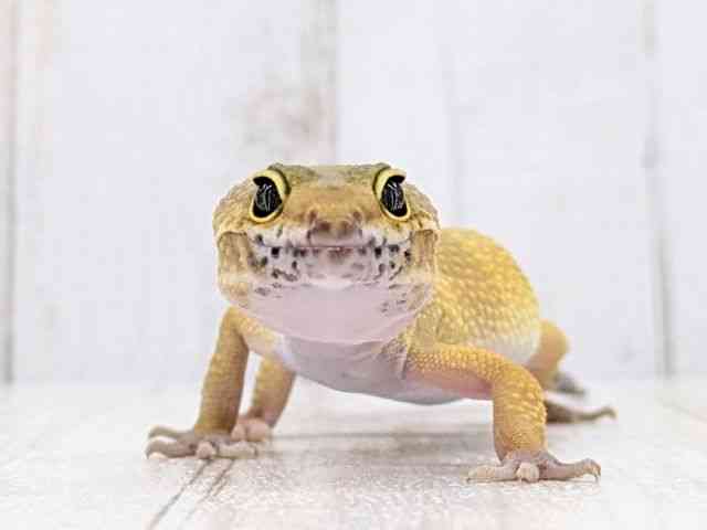 ヒョウモントカゲモドキ