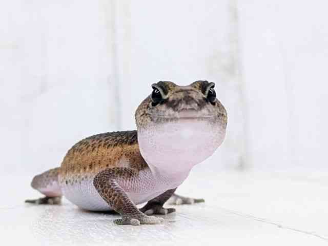 ニシアフリカトカゲモドキ