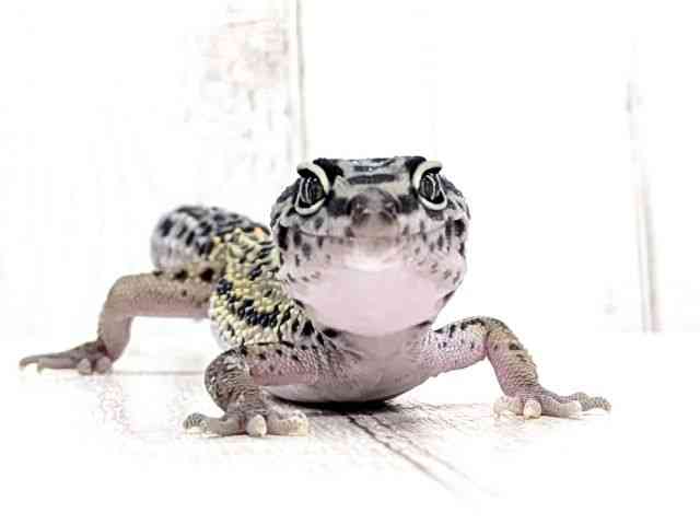 ヒョウモントカゲモドキ