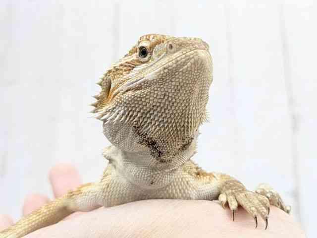 フトアゴヒゲトカゲ