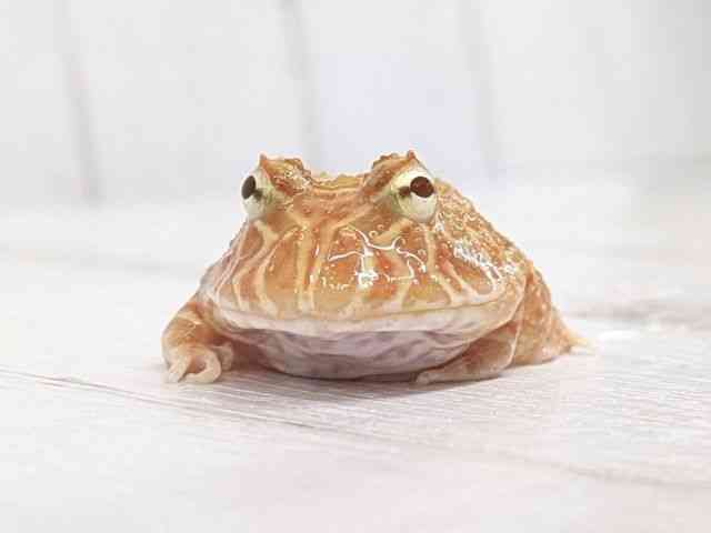クランウェルツノガエル