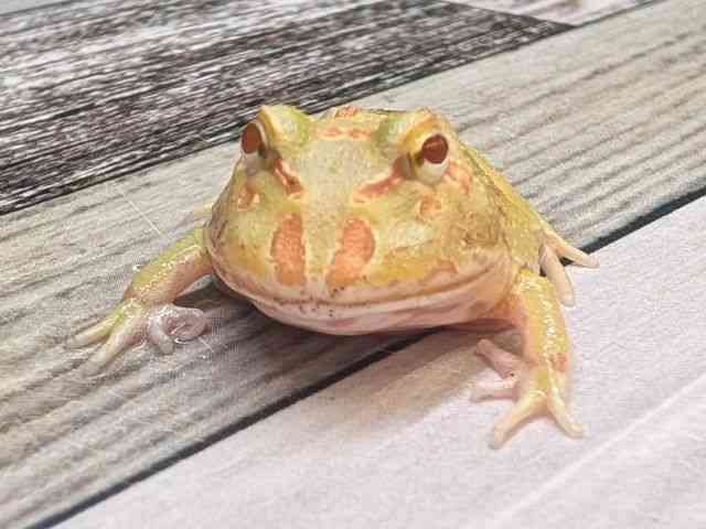 クランウェルツノガエル