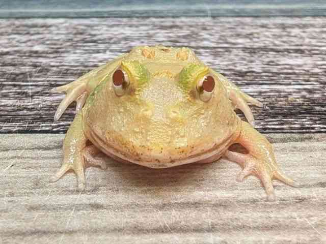 クランウェルツノガエル