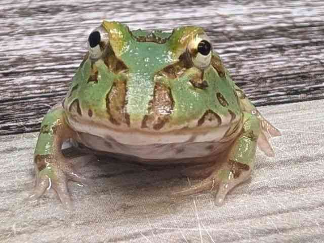 クランウェルツノガエル