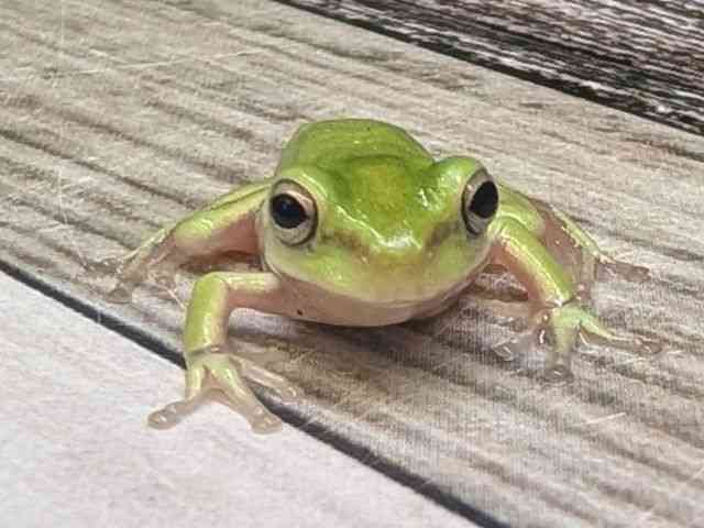 イエアメガエル